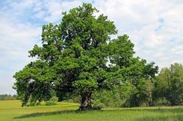Einblick aus Wir pflanzen Friedenseichen in SH